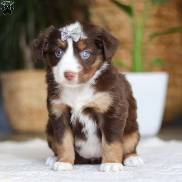Willow, Miniature Australian Shepherd Puppy
